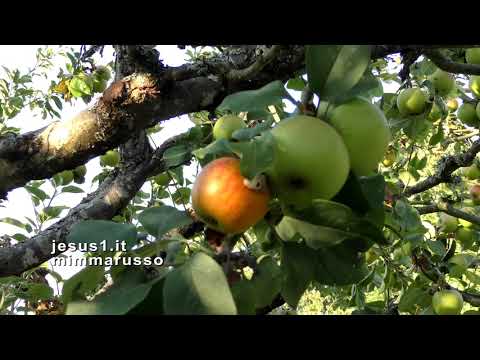Vézelay (France) SAN FRANCESCO IN BORGOGNA