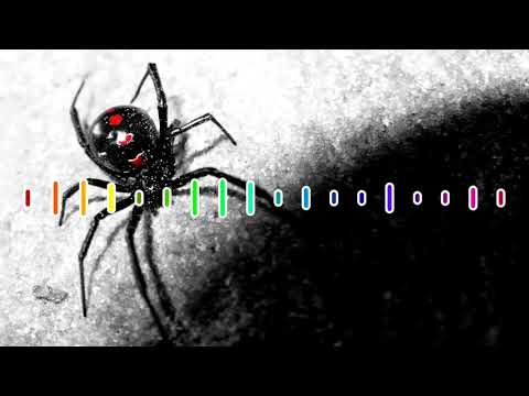 Studio-X and Bridgette - The Web