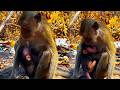 This Baby Monkey Is Still Taking Mother Milk And Won T Play At All