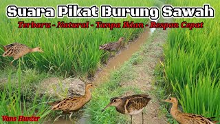 Download lagu Suara Pikat Semua Jenis Burung Sawah TERBARU 2022 mp3 Download lagu Suara Pikat Semua Jenis Burung Sawah TERBARU 2022 mp3