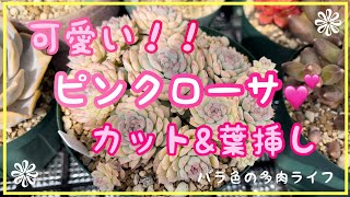 【多肉植物】【ガーデニング】可愛い！！ピンクローサ　カット&葉挿し