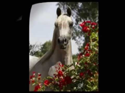 Uccello C out of Luxemere Livia