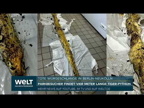 Video Thumbnail: BIZARRER FUND IN BERLIN: Passant entdeckt tote Riesenschlange im Park Hasenheide