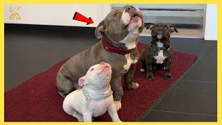 When Your Dog Is So Proud To Be a Mom For The First Time... ❤️😂