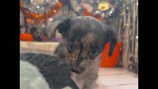 ハーフ犬の動画01