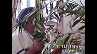 הושענא רבה  1999 - בהכ''נ אבי-דוד חולון.wmv (ידידנו היקר משה רצון ז"ל) - התמונה מוצגת ישירות מתוך אתר האינטרנט יוטיוב. זכויות היוצרים בתמונה שייכות ליוצרה. קישור קרדיט למקור התוכן נמצא בתוך דף הסרטון