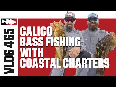 download lagu mp3 mp4 Calico Bass, download lagu Calico Bass gratis, unduh video klip Calico Bass