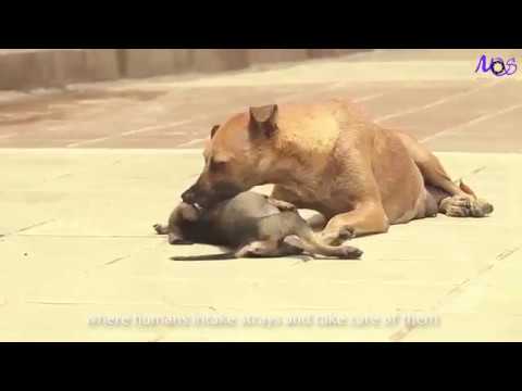 The Real Animals - Human or The Strays | Stray Animals Documentary Project