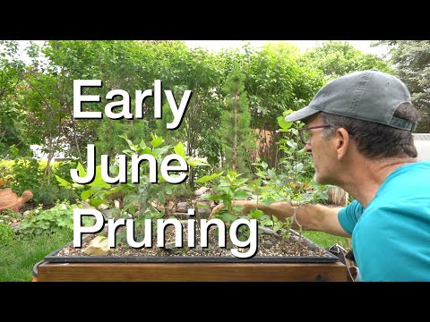 Early June Pruning:  Dave's Bonsai E214