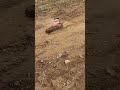 Arrma Felony is KILLING IT