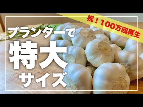 , title : '【夏野菜後はコレ！】にんにく栽培 肥大に必要な4つの法則｜植え付け〜収穫｜ニンニクの育て方'