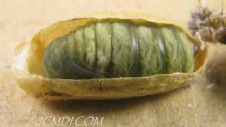 Hidden Nature: Silkmoth Metamorphosis (Pupation) HD Timelapse