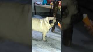preview picture of video 'Pug puppy eating icecream in hot summer '