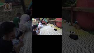 INSANE Number of Guinea Pigs 🐹