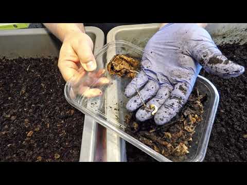 Setup to bait straggler worms from finished castings & check in on oldest bin - vermicomposting