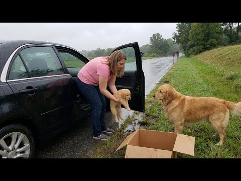 Kind Man Rescues Abandoned Mother Dog and Puppies - Incredible Moment