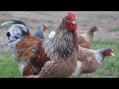 , title : 'Blue Laced Red Wyandotte Chickens | Amazingly Handsome Egg Producers'