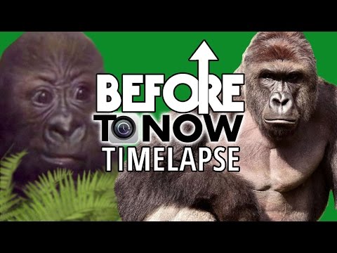 HARAMBE - Before To Now TIME LAPSE