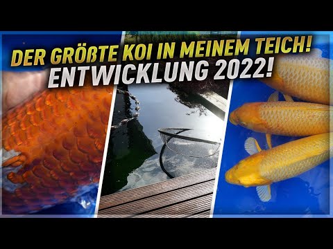 Der GRÖßTE Koi in meinem Teich! Entwicklung + Vermessen 2022!
