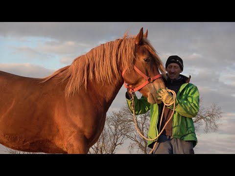 Caii lui Nicusor de la Abrud, Alba - 2020 Nou!!!