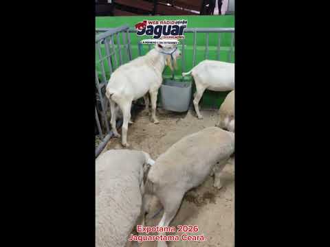 Expotama 2026 - Jaguaretama Ceará 