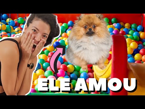 COMPREI UMA PISCINA DE BOLINHAS para meu SPITZ ALEMÃO