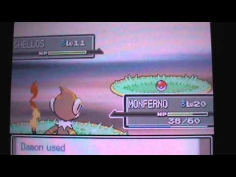 Shiny shellos 4k encounters Platinum version