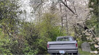 chainsaws, power lines . Ladders, and trees, do they mix?