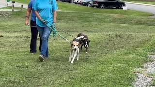 Video preview image #1 American Foxhound-Unknown Mix Puppy For Sale in Rustburg, VA, USA