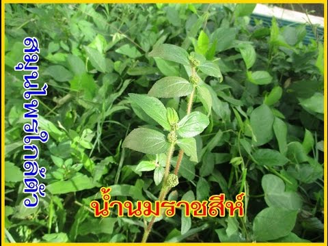 ทั้งสองสามารถตื่นเต้นโดยผู้หญิงโทรศัพท์ 70 หลังจากปฏิสังขรณ์แรง