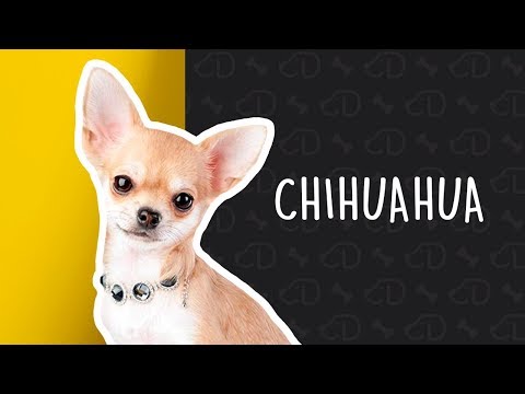 chihuahua ízületi betegség testkiütés ízületi fájdalom