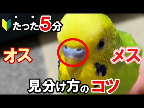 オウムの性別を知る方法