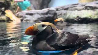 日本大阪海遊館/鳳頭海鸚鵡/近距離拍攝