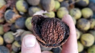 Black Walnuts: Harvesting, Husking, Shelling, Cooking (300 lbs!!!)