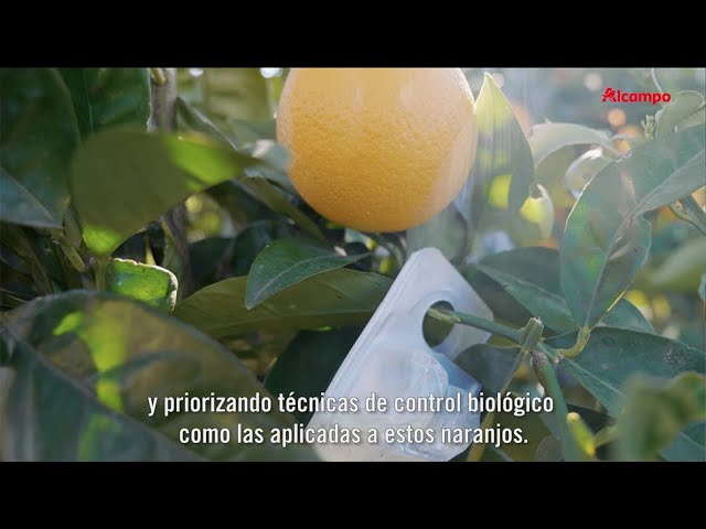 Alcampo refuerza su apuesta por las frutas y verduras de producción sostenible