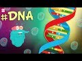 What Is DNA The Dr Binocs Show Best Learning Videos For Kids Peekaboo Kidz
