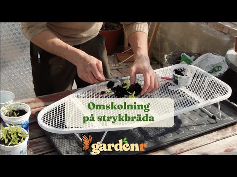 Replanting on Ironing Board - Gardenhacks by GardenR