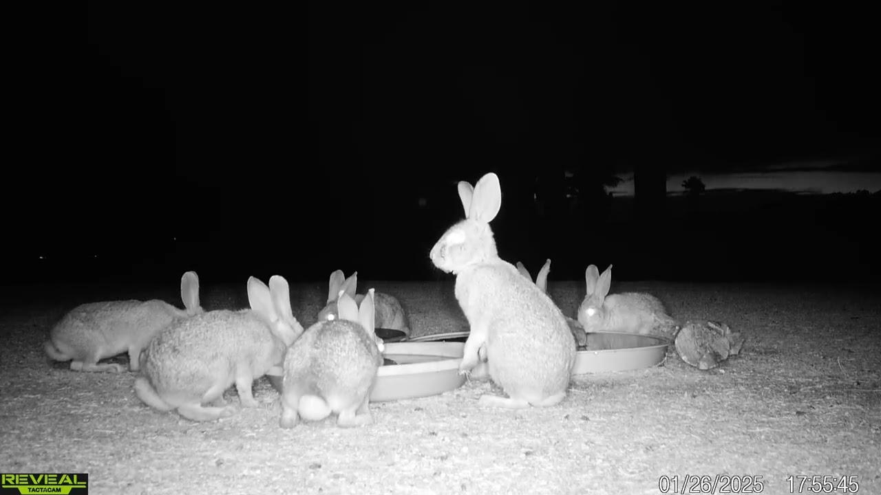 S3E6: Bunnies at the water station(their nightly visit)