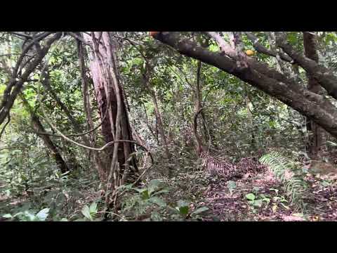 Amazonia- cacao rio apere beni