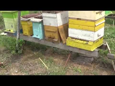 prin gradina -CARPINIS-TIMIS