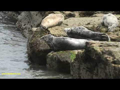 FOCA GRIS | GREY FEAL | Halichoerus grypus