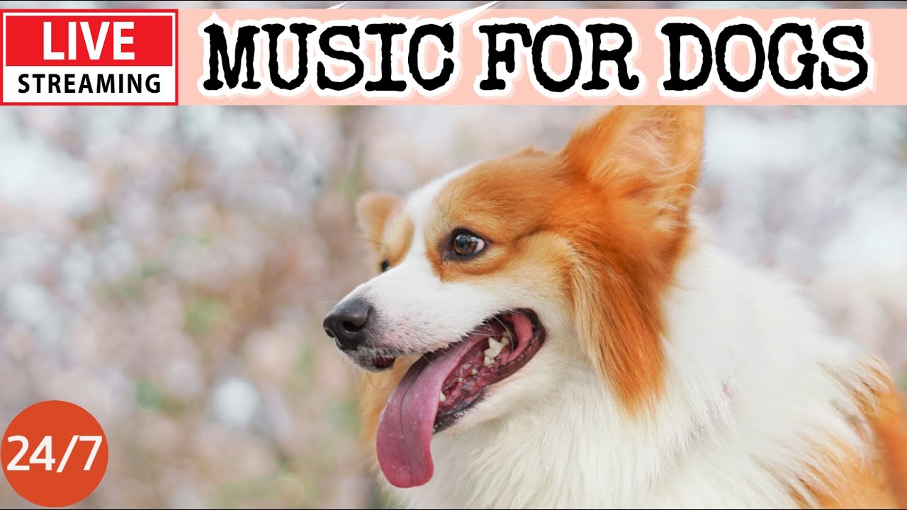 🔴[LIVE] Dog Music🎵Dog Calming Music🐶Separation Anxiety Relief💖Dog Relaxing Music for Dog Sleep🔴8