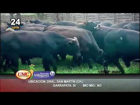 Lote 200 Novillitos en Gral. San Martín, Chaco