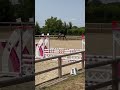 Hongre de 4 ans