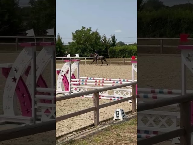 Hongre de 4 ans 