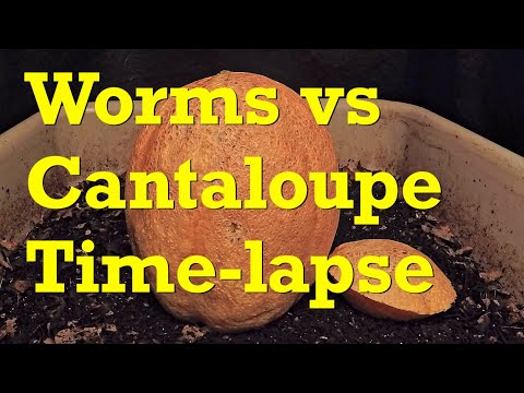 Cantaloupe melon vs Red Wigglers 45-day FAST time-lapse - worm farm vermicompost