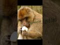 Chennai Bahar Ipl Se Shorts Funnyvideo Comedy Shortvideo Ytshorts Sab Lool Hai