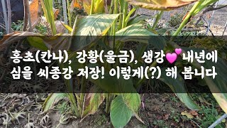 홍초(칸나), 생강, 강황(울금)