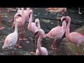 Lesser Flamingo Contact Calls To Commence Courtship Display