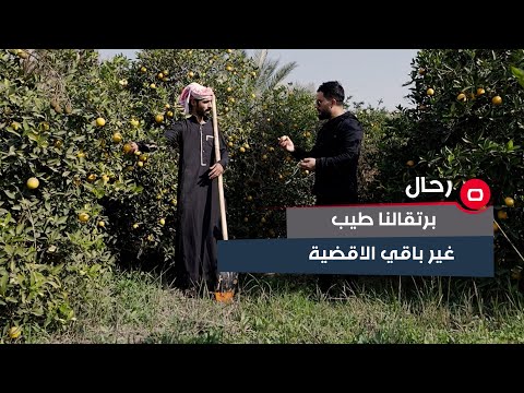 شاهد بالفيديو.. موسم الحمضيات ينتعش في الضلوعية.. فلاح : برتقالنا طيب ويختلف عن باقي الاقضية  والمحافظات